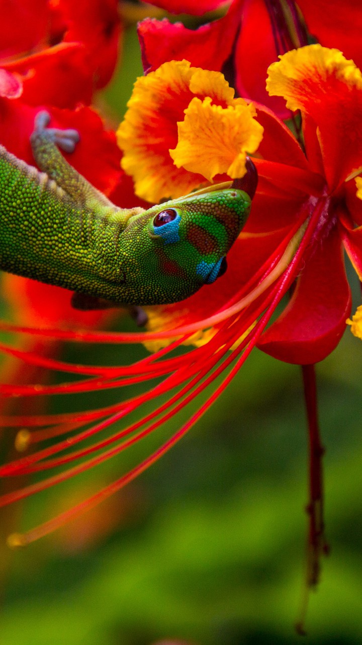 Beauty