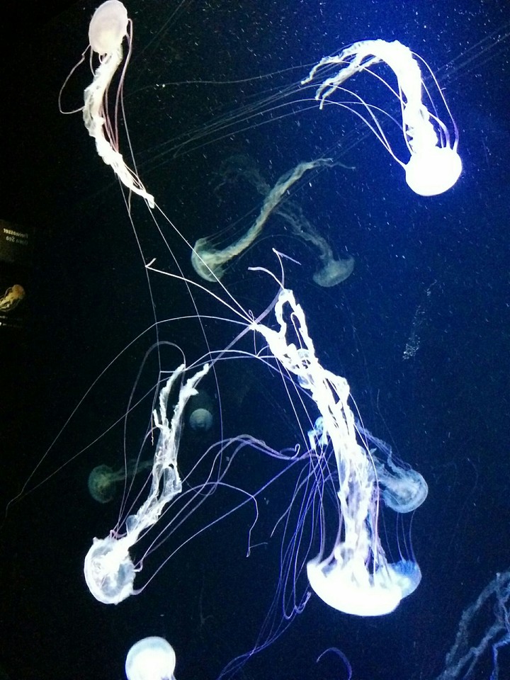 Meduzy