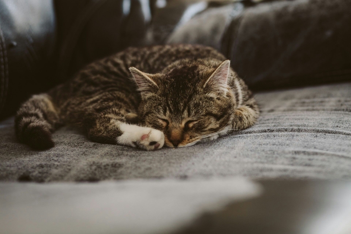 # mimi #chat # dort #félins