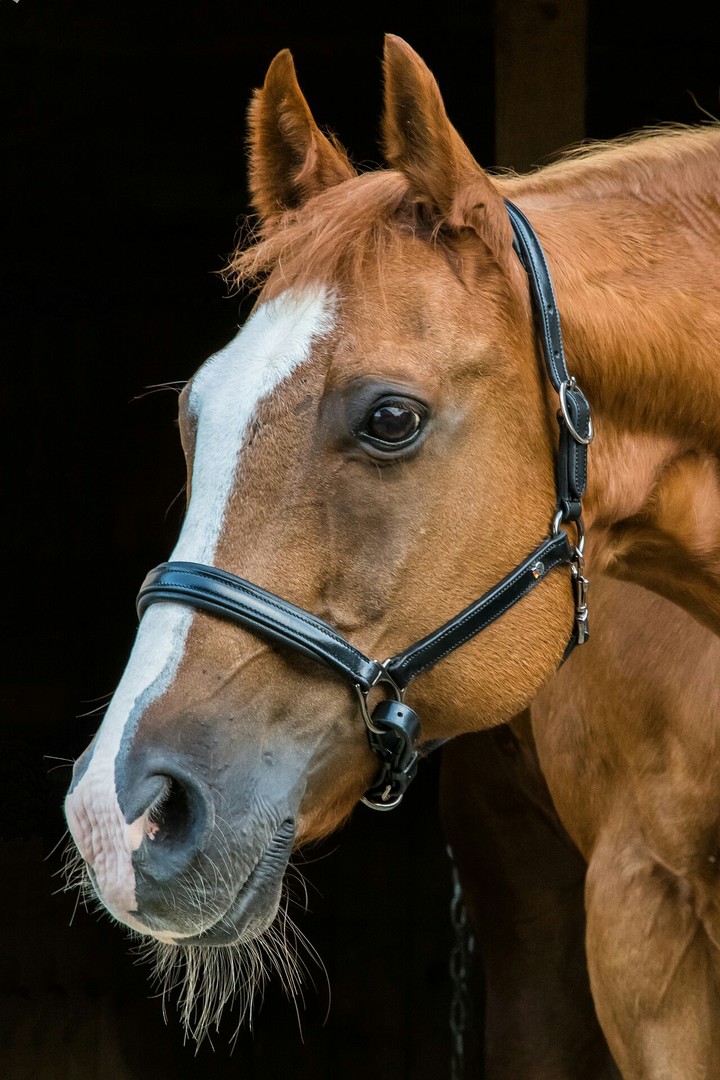 horse