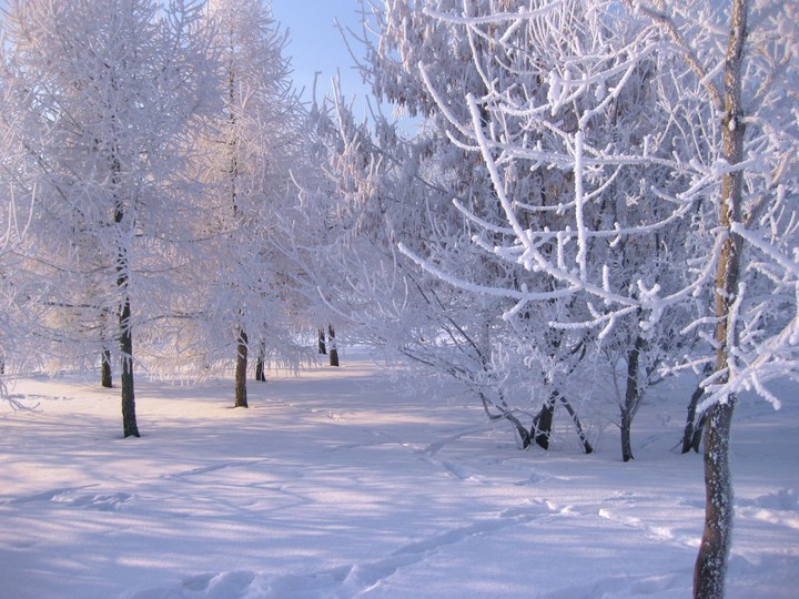 зимые лес