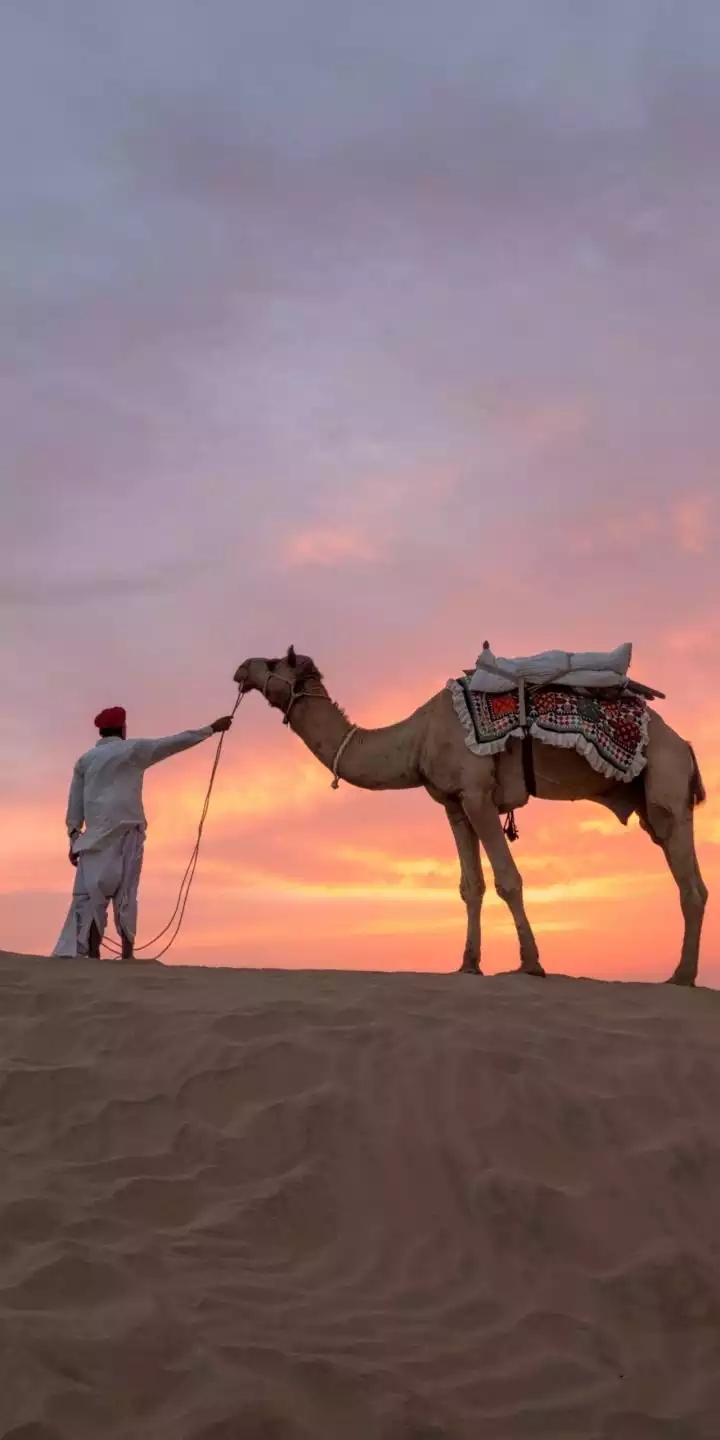 camel