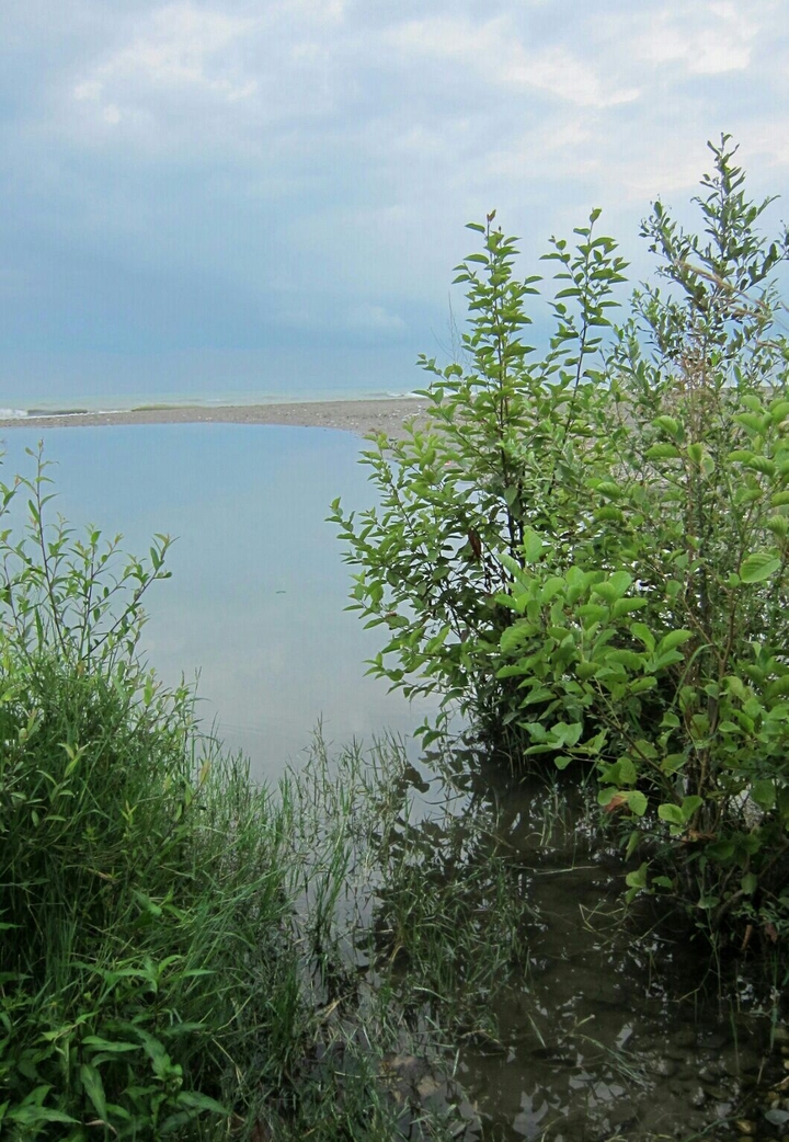 sea and plant
