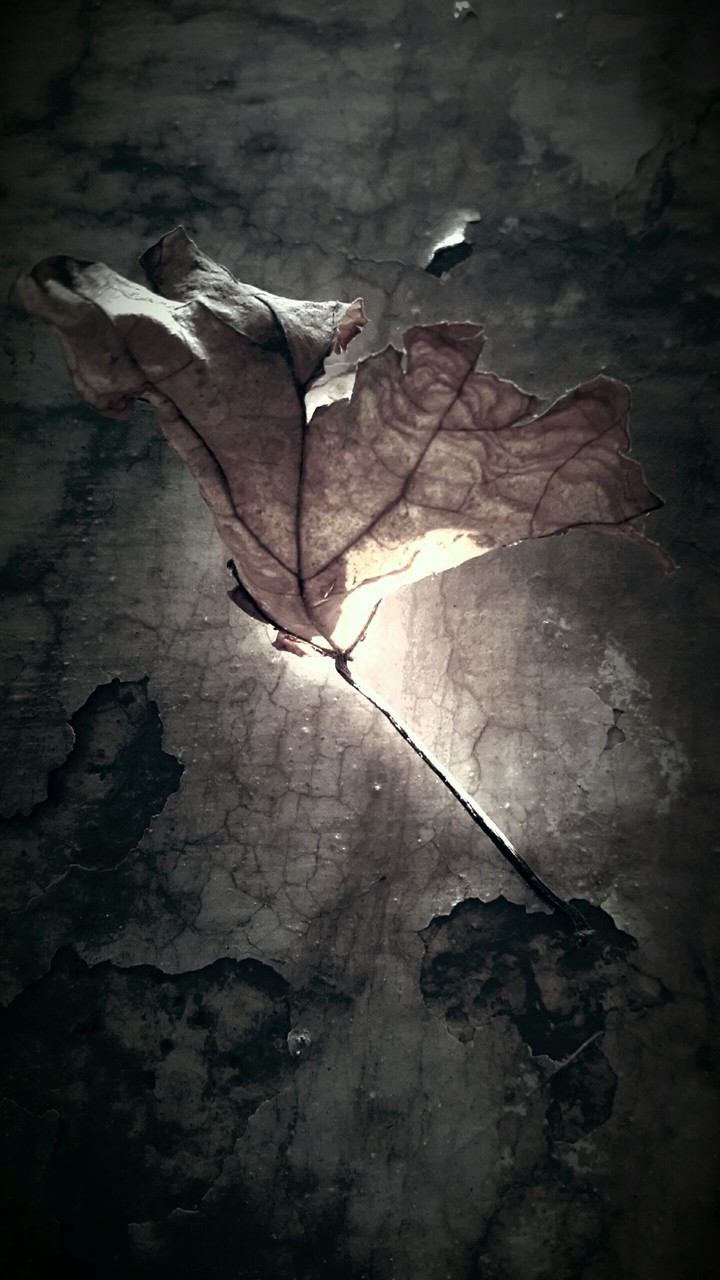 leaf on wall