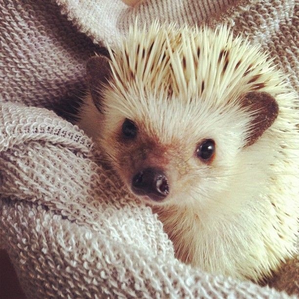 hedgehog
