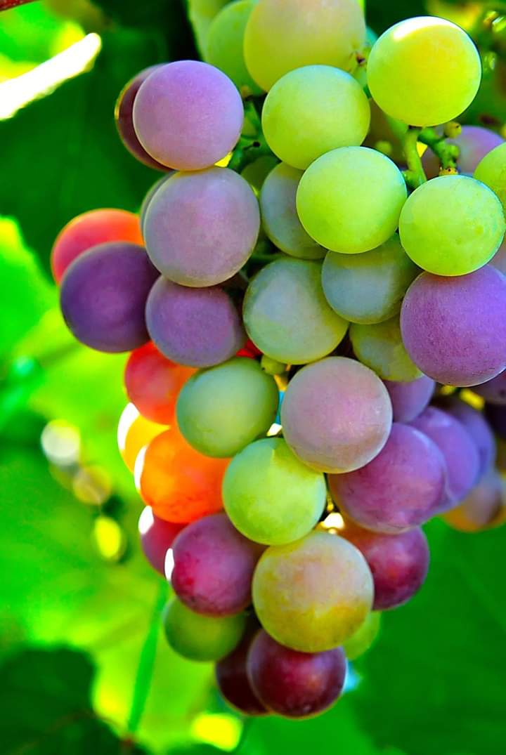 Grape