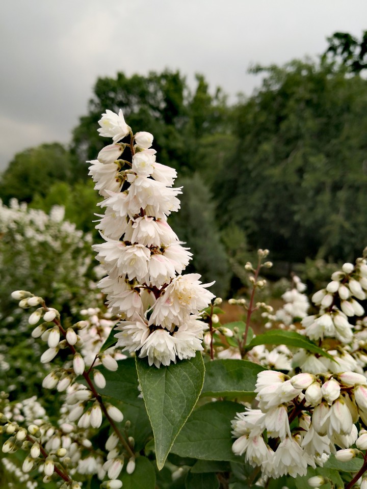 white flowers