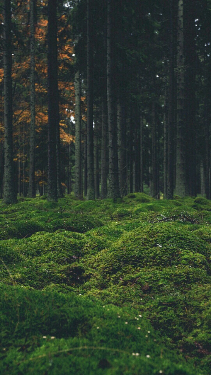 forest
