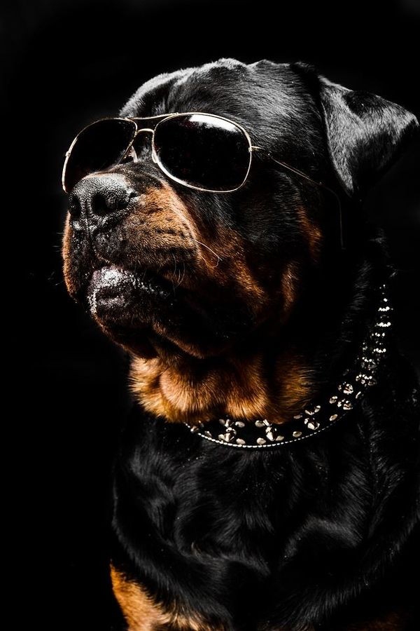 Rottweiler