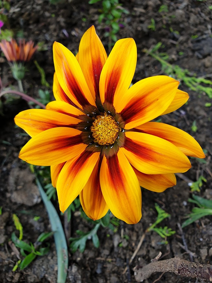 flawer in my garden
