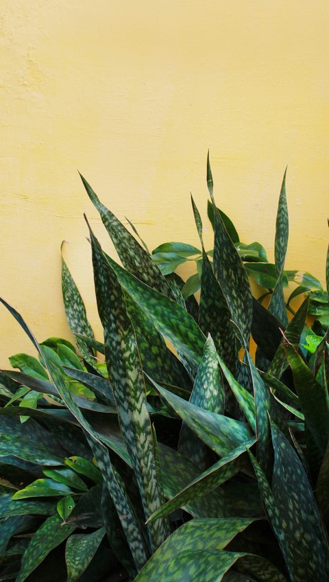 sfondi green, flowerpot
