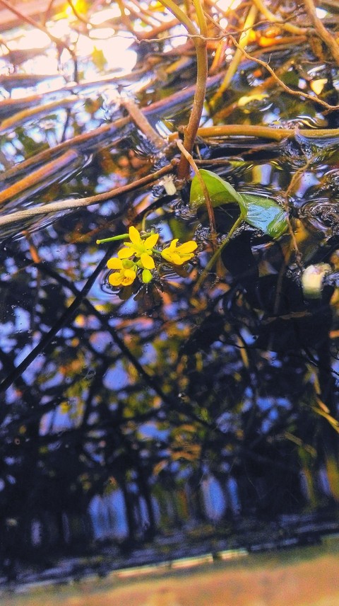 blue lover flower