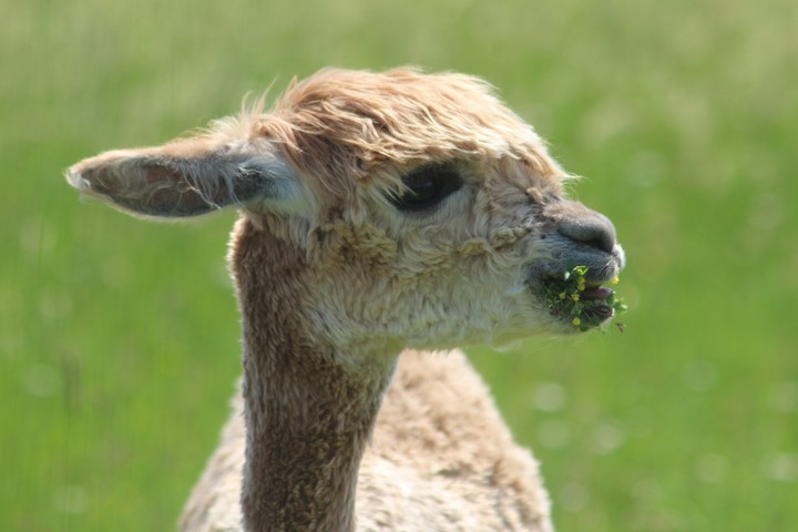 Lama Fastfood