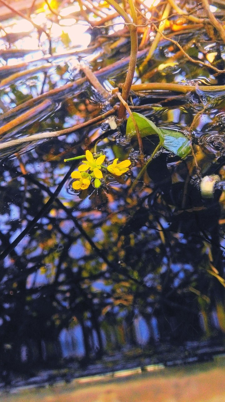 blue lover flower