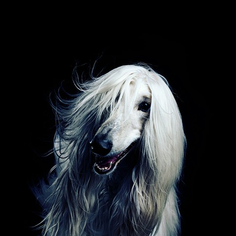 sfondi saluki, snout