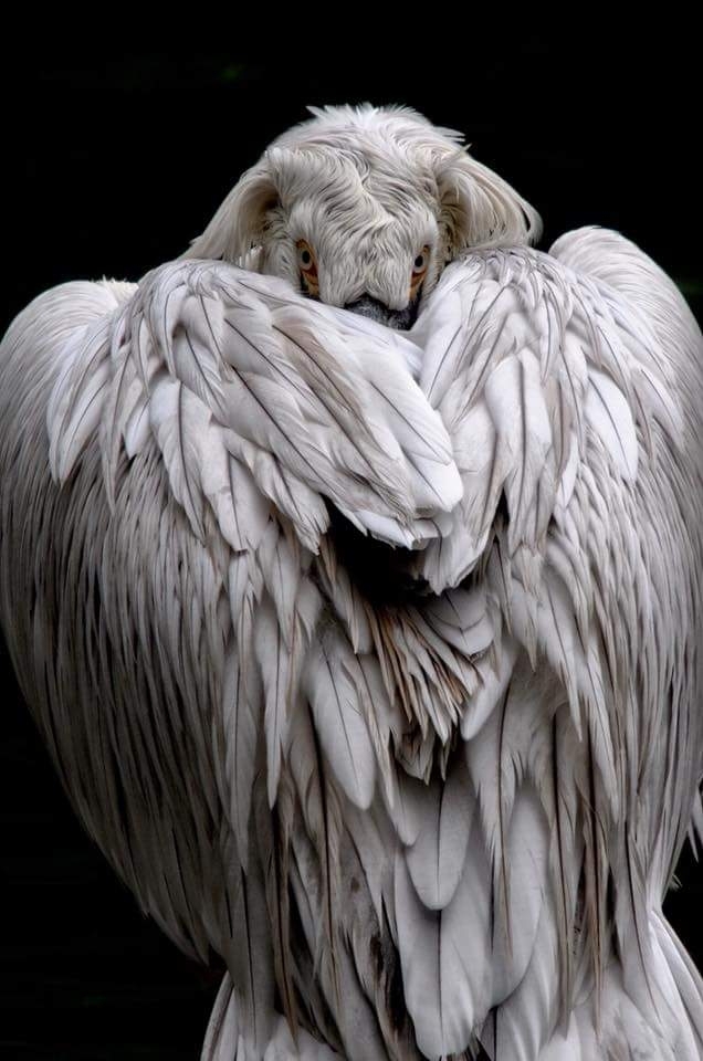 bird