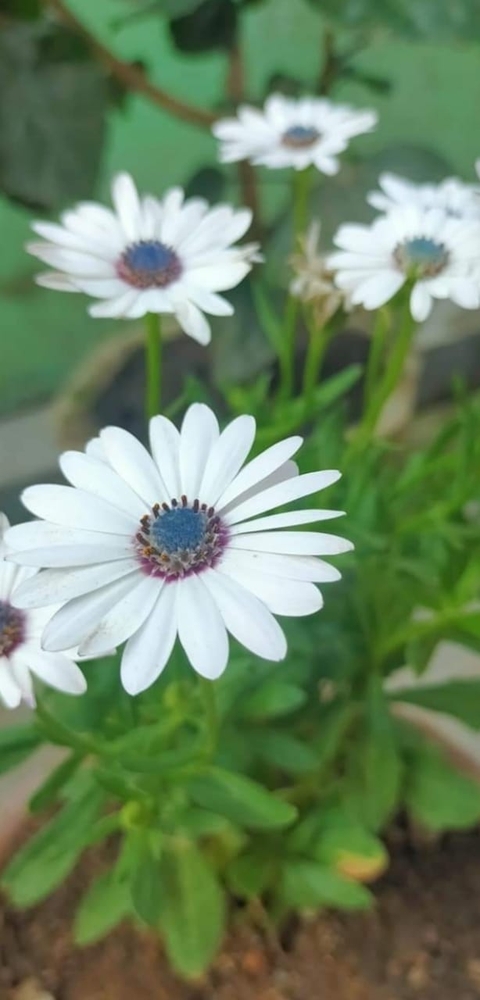 шпалери flower, White