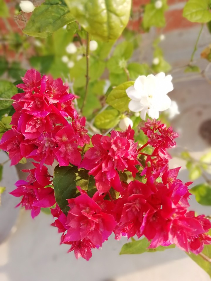 Bougainvillea