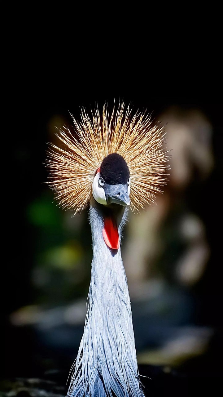 Amazing Bird...