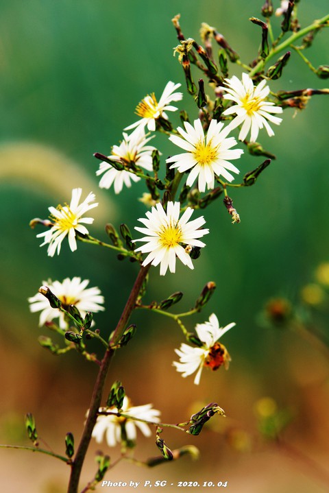 wildflower, 植物壁纸