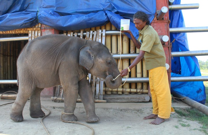 Elephant