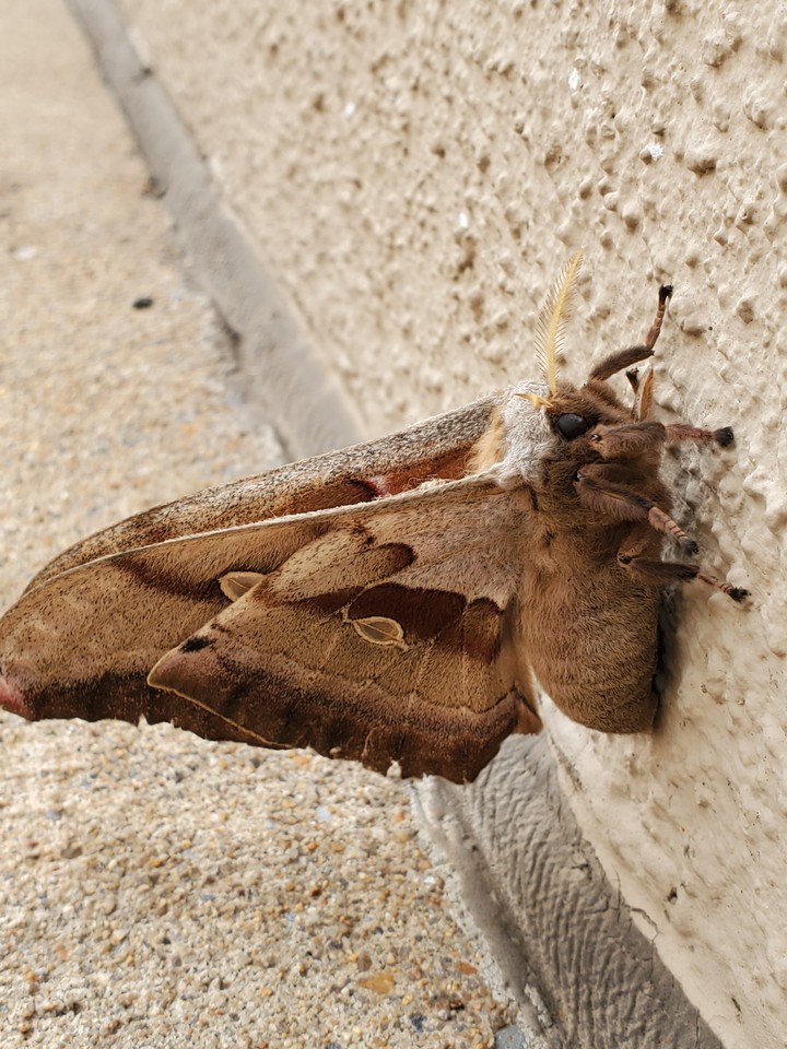 female Polyphemus moth
