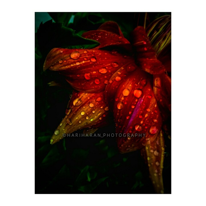 ||| •Dew Over Dahlia• |||