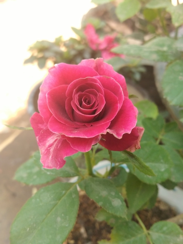 rose