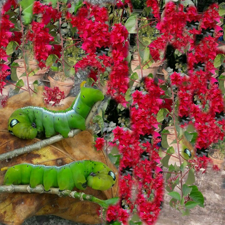 caterpillars & bougainvillea