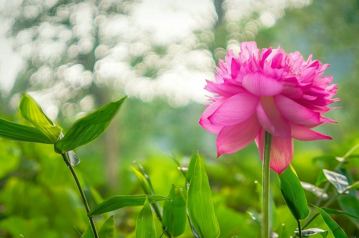 lotus