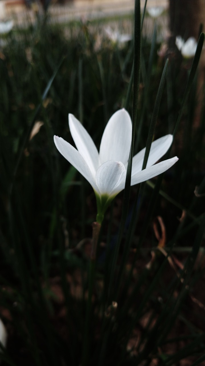 Bloom
