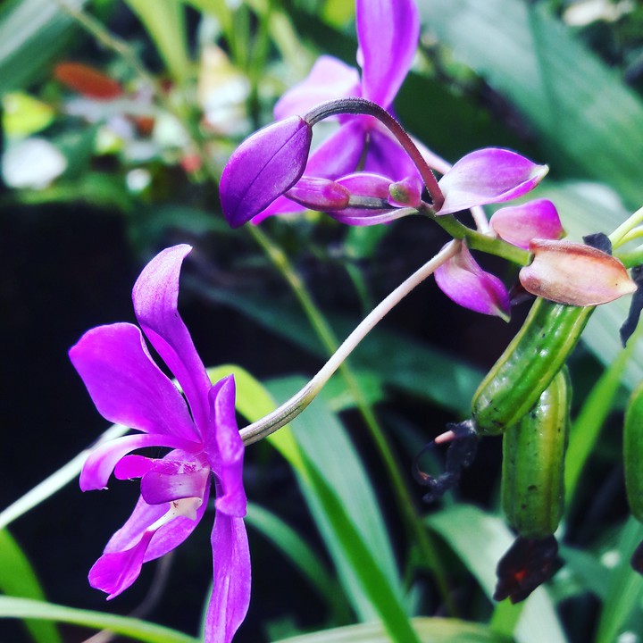 orchid flower