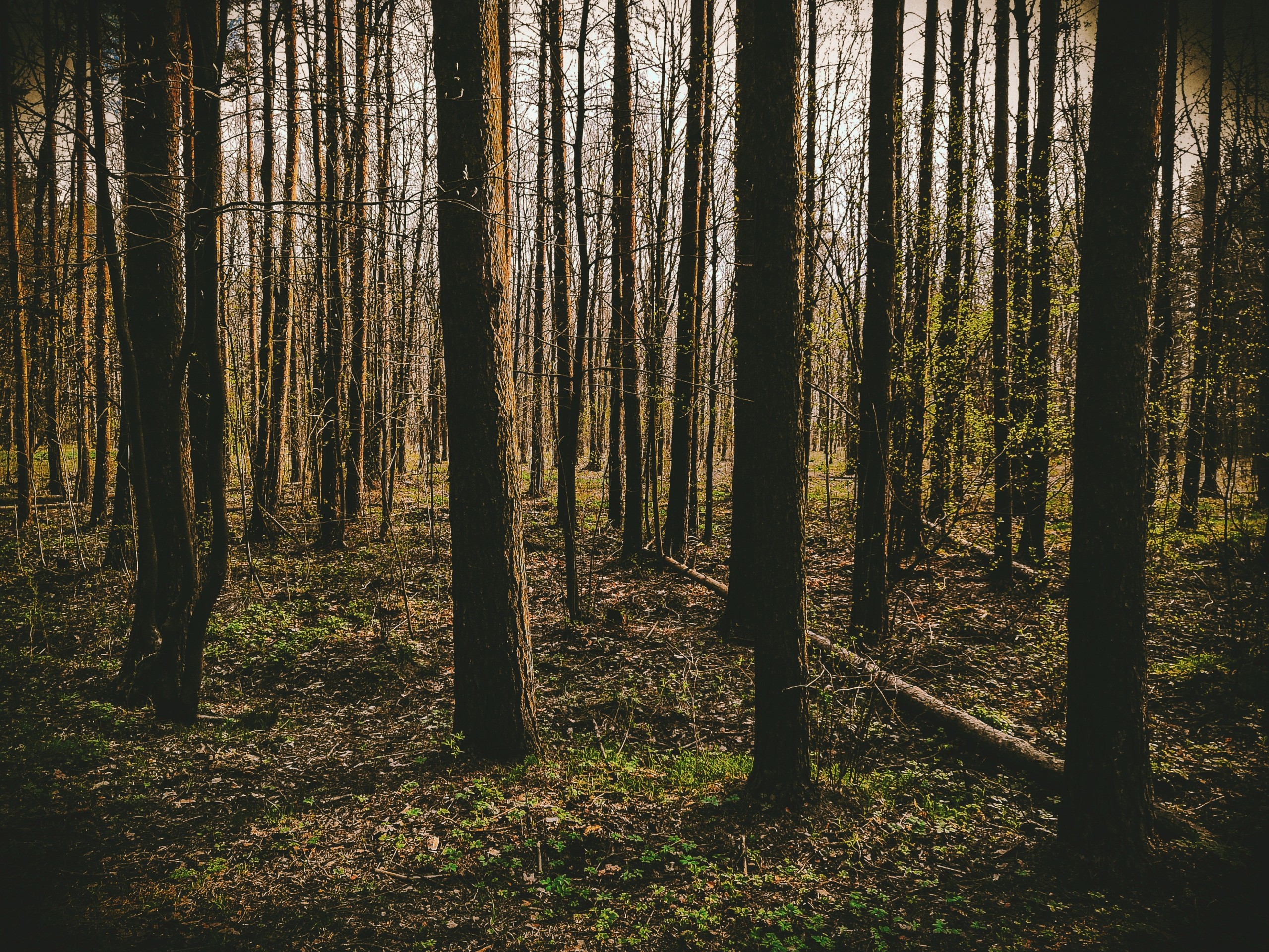 forest