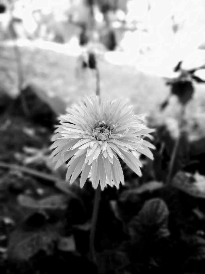 flower