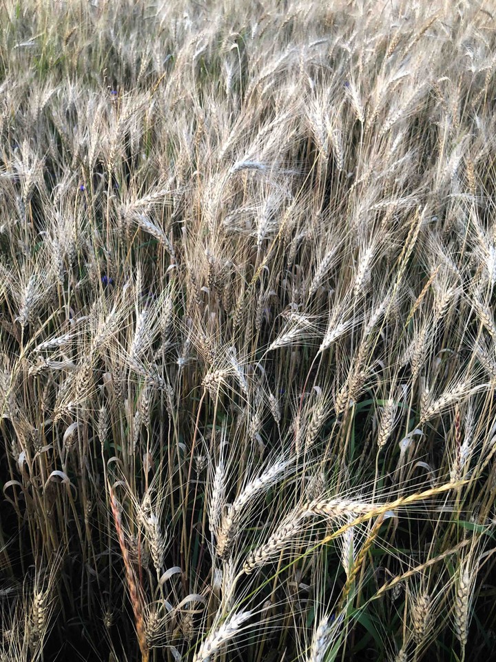 Wheat