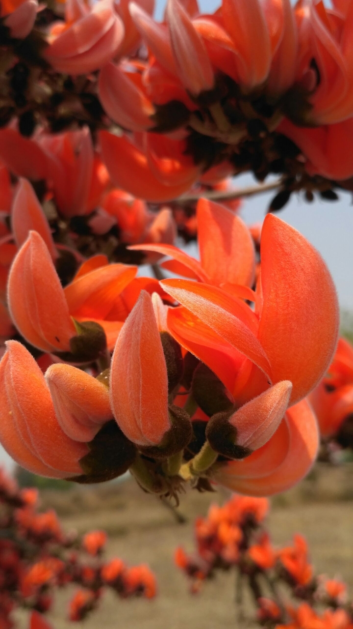 flower