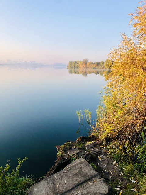 шпалери plant, lake