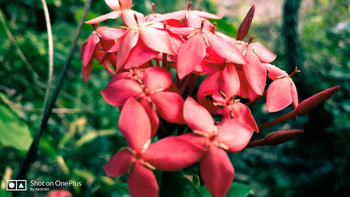 flower