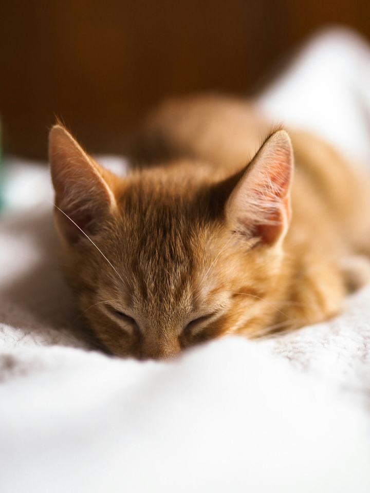 Little kitty