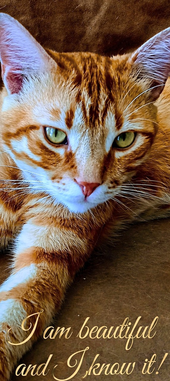 sfondi greece, cat