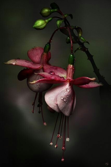 papéis de parede botany, petal