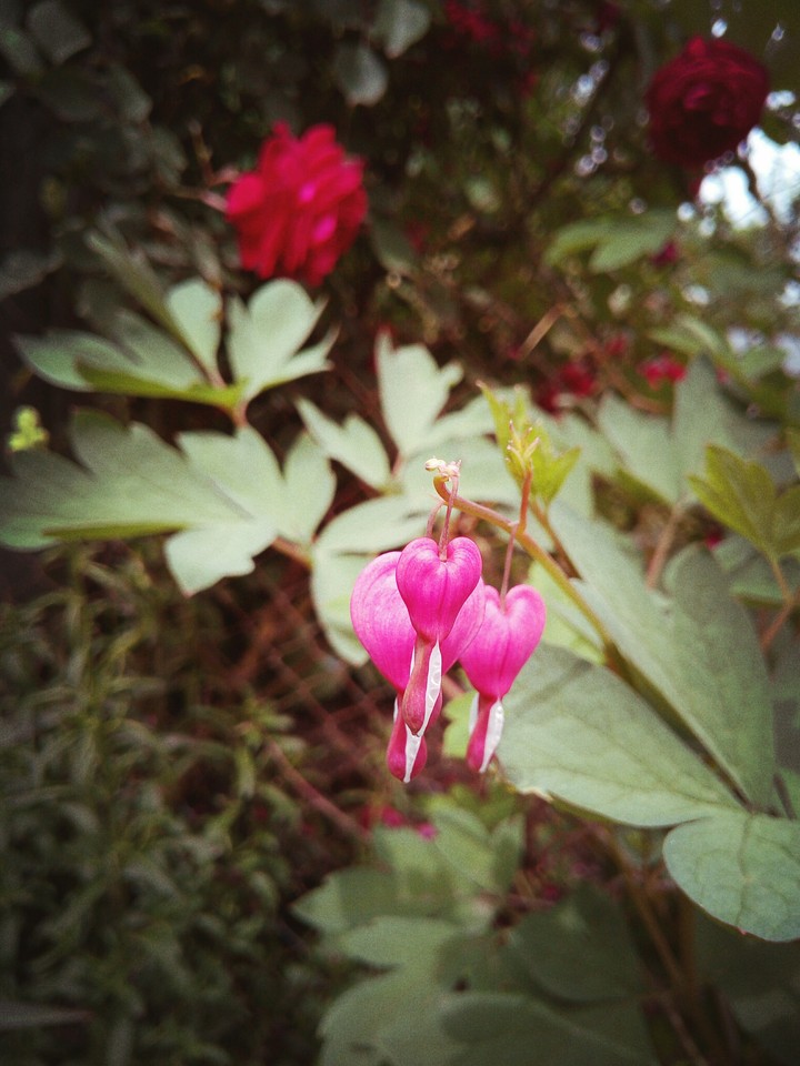 flowers