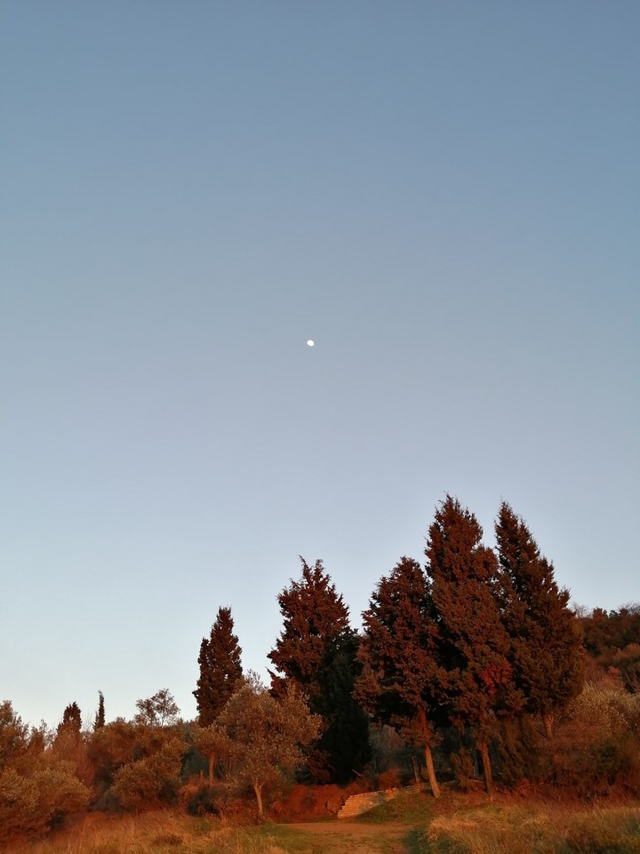 moon over tree