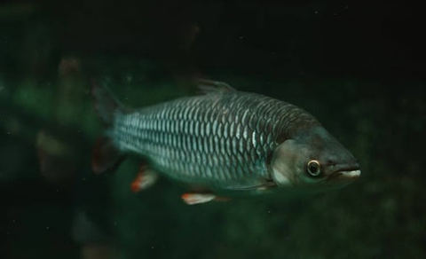 underwater, bony-fish háttérképek