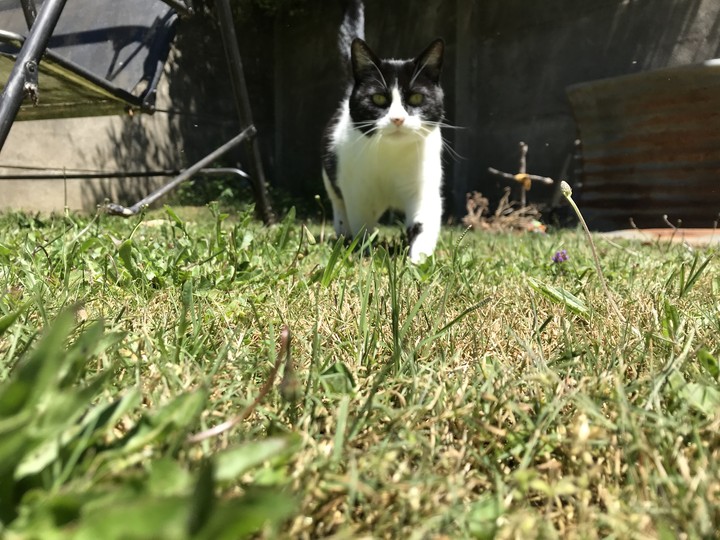 #cat #running
