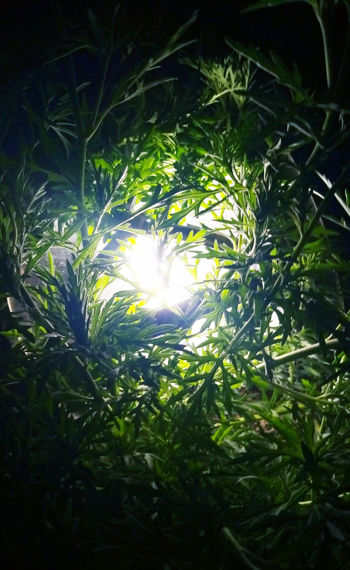 Plants