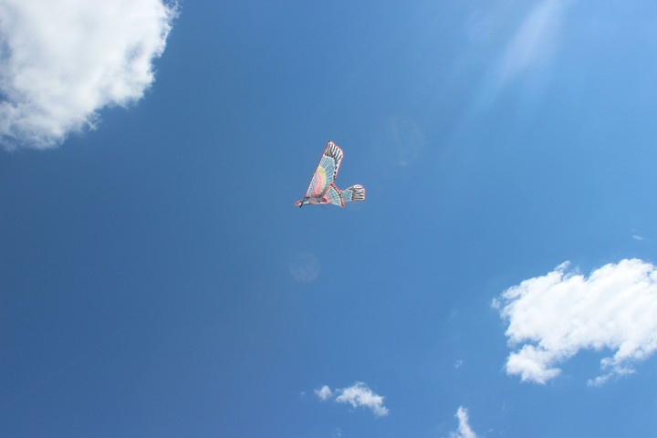 Kite