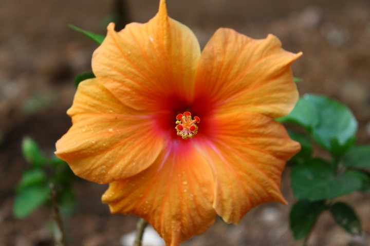 Orange hibiscus