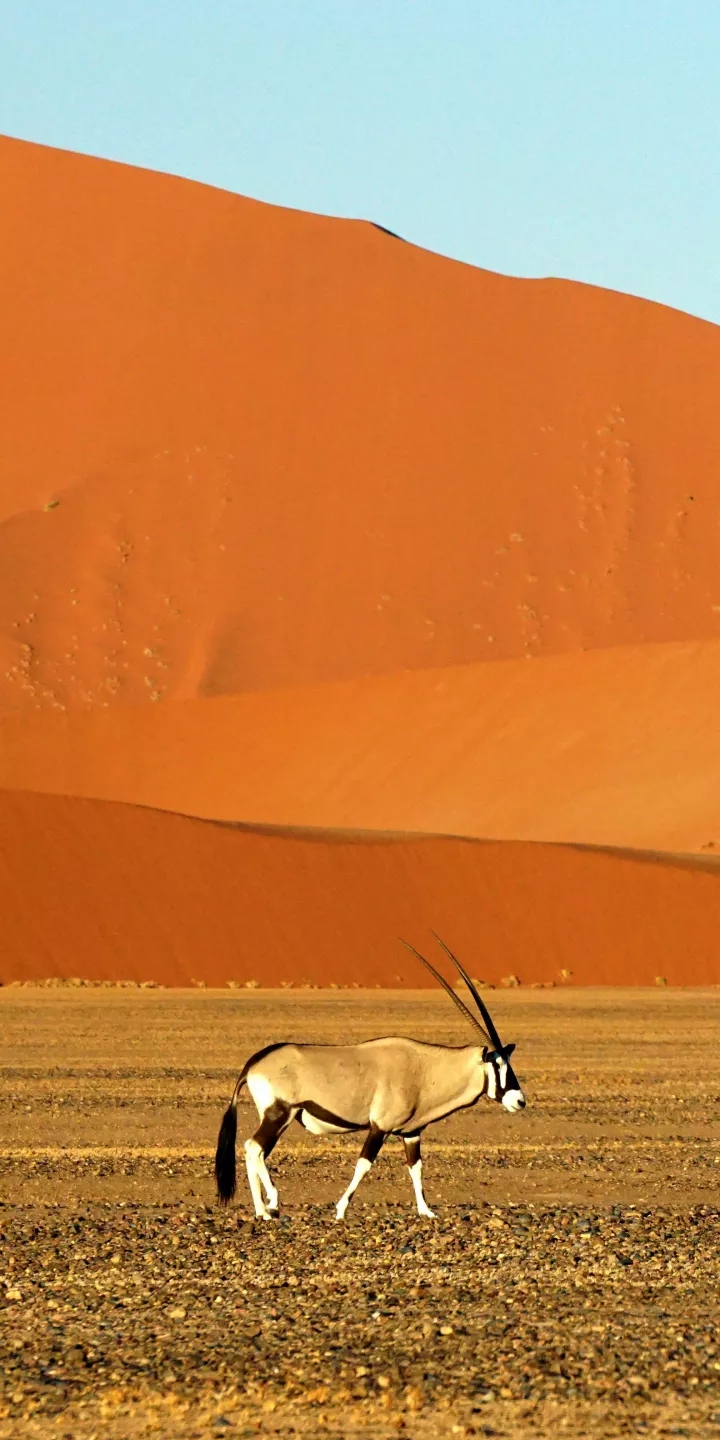 antelope