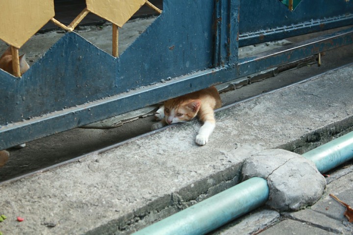 Meow